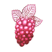 Loganberry Watercolour half pan